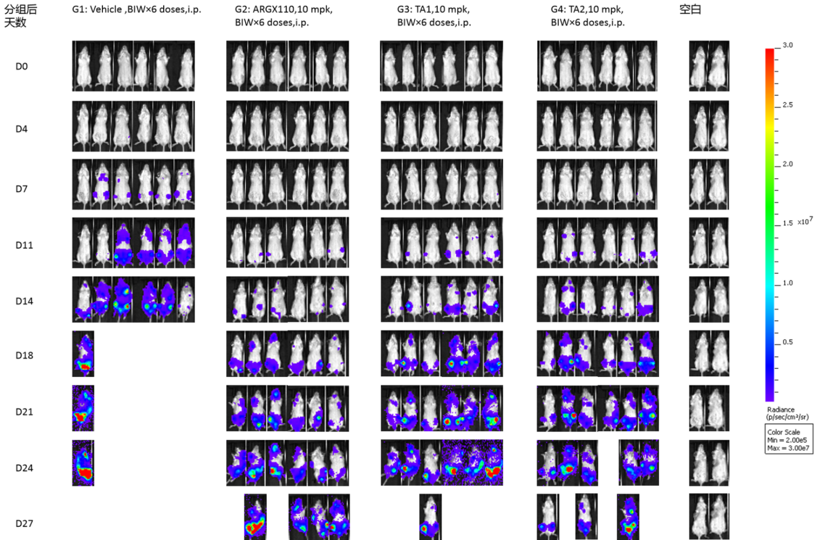 Initial in vivo efficacy assessment imaging results